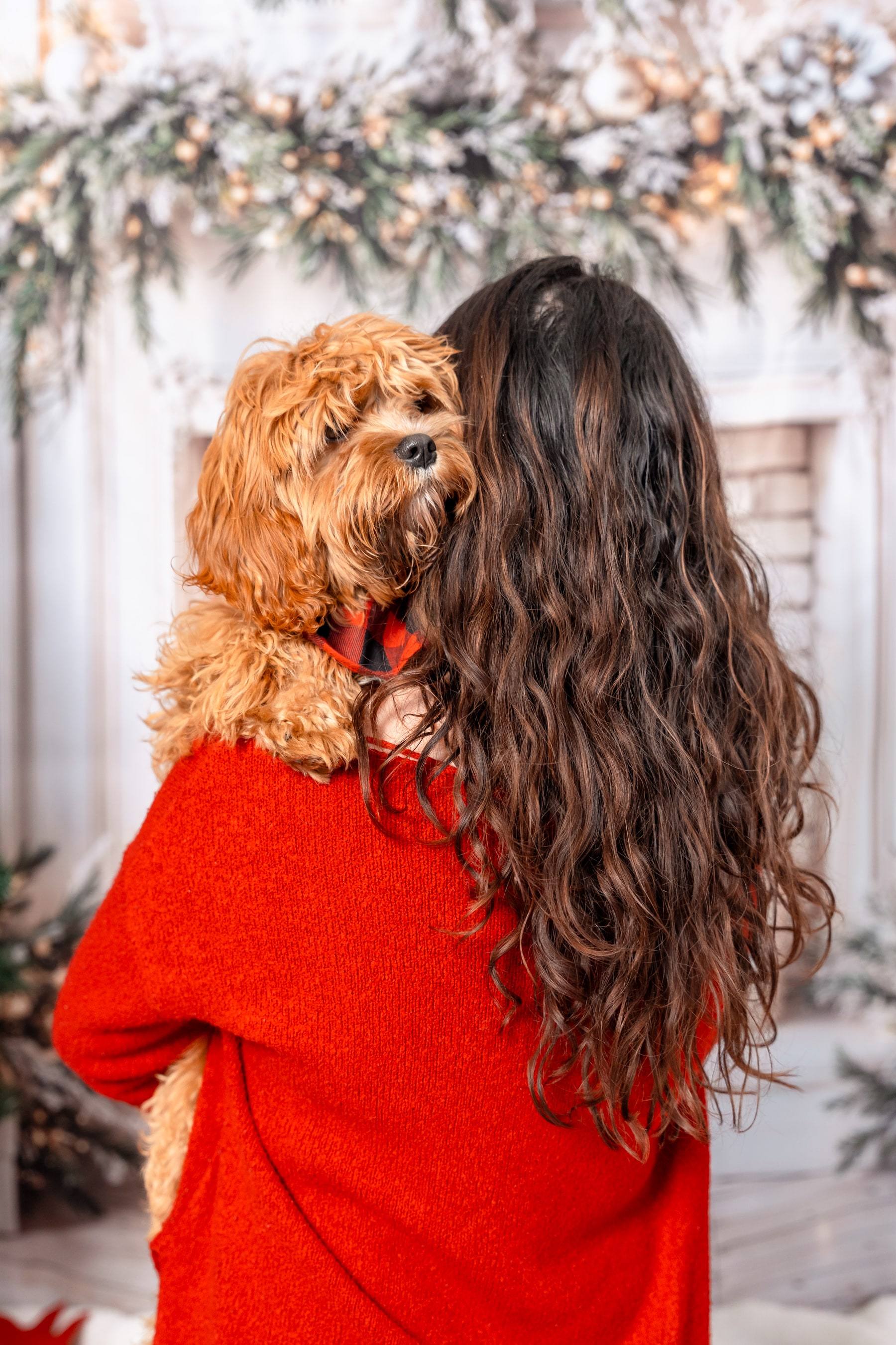 Woman holding her golden doodle over her shoulder on a holiday set