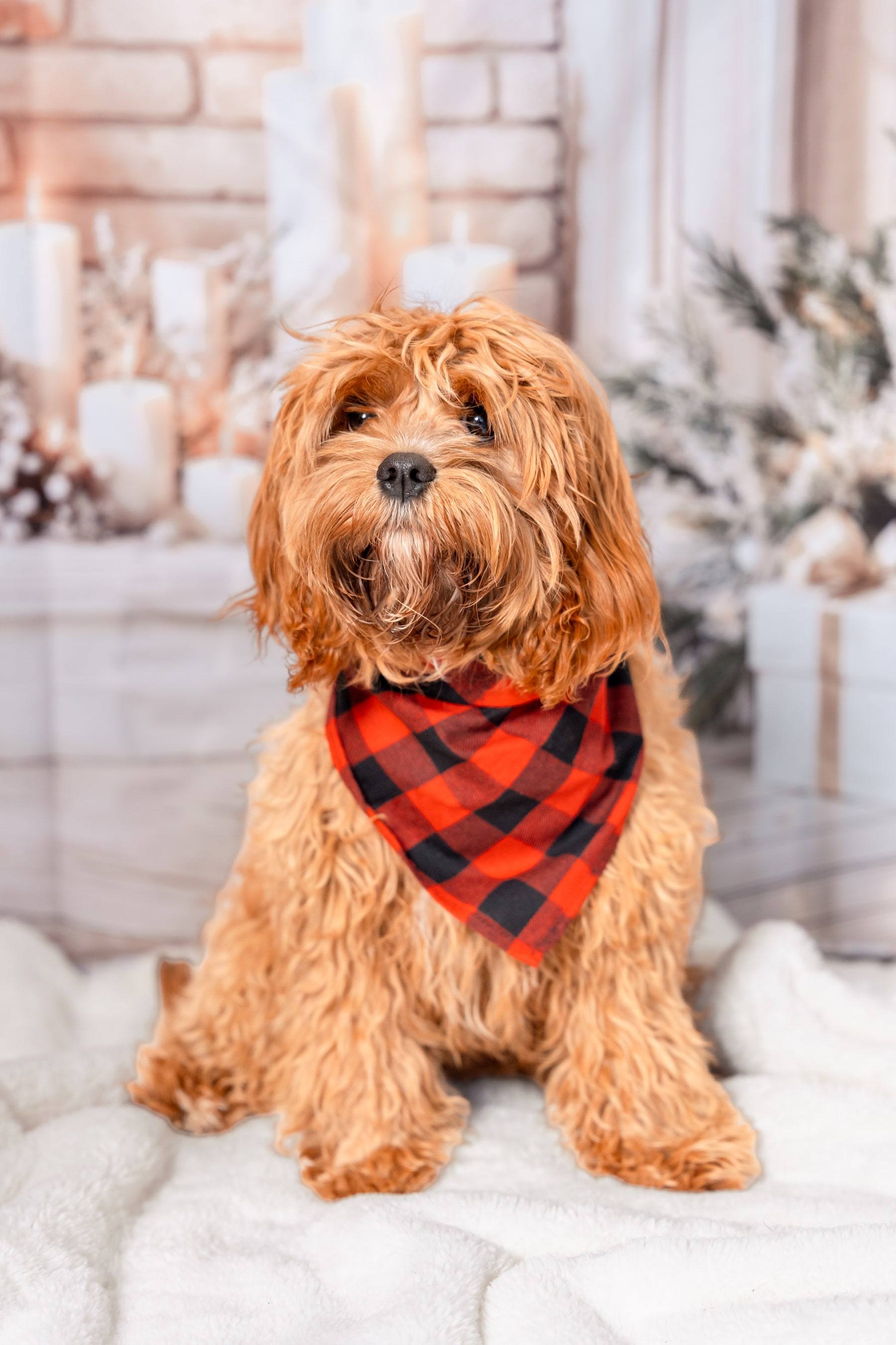 Golden doodle in a red plaid bandana sitting on a cozy Christmas set