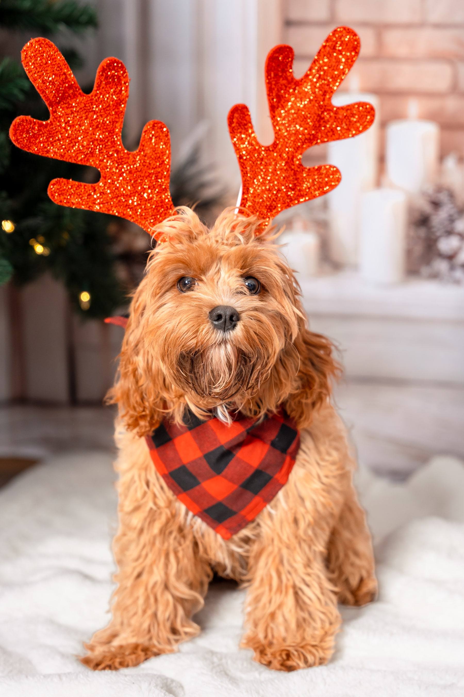 Golden doodle wearing sparkly red reindeer antlers and a plaid bandana