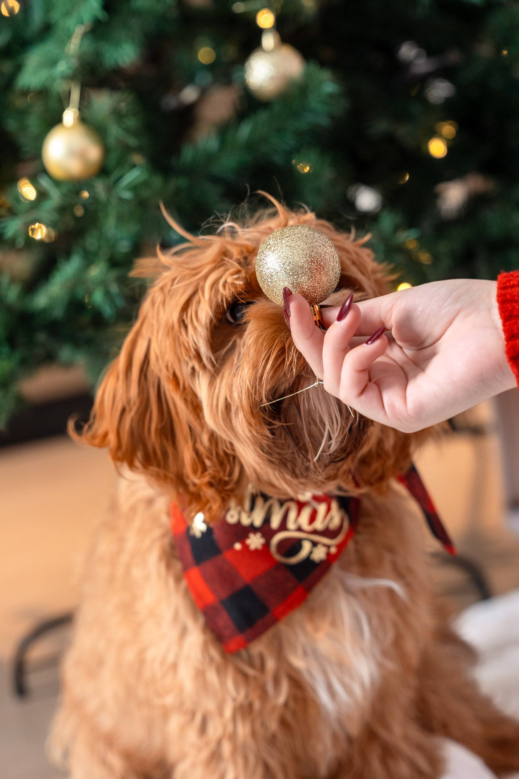 Dog sniffing a gold ornament held up beside the Christmas tree